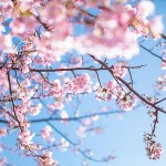 春です！！下関のお花見・桜の見どころスポット個人的ランキング～♪